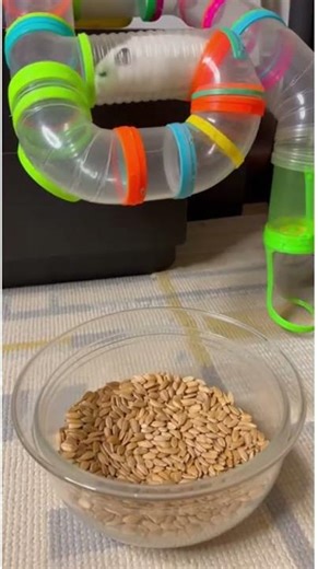 A Hamster Slides Through a Neon Spiral Tube.