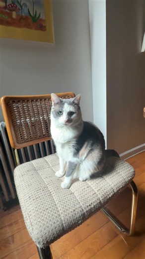 Why Steam Radiators Are Great for Cats