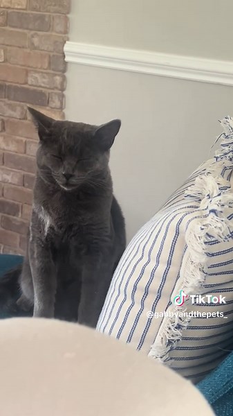 Sleepy* little baby😊😻 #catsoftiktiok #catslover | cat