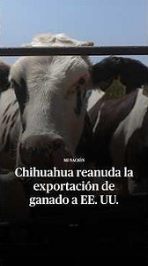 Chihuahua Resumes Cattle Exports to the U.S. After 16-Month Suspension