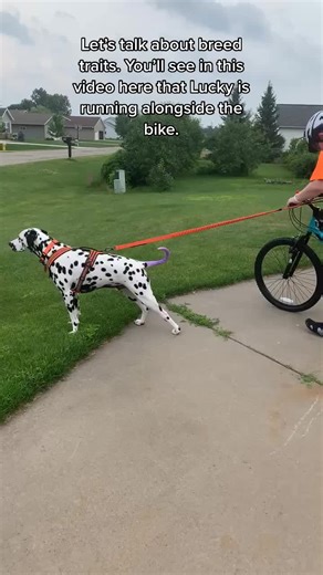 Dalmatian Genetics: Running Alongside Bikes Explained