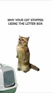 Why Your Cat Stopped Using The Litter Box (It's Not Spite)