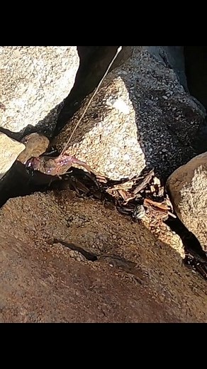 This Hellbender ate my bait when I sat my rod down 😆 There was two of them but then one let go and went back down in the rocks! #hellbender #salamander #lizard #wild #fishing #fishinglife | Frank Friz McGarvie