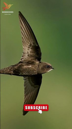 Call of Common Swift Birds #shorts #swift #birdsounds #nature #viral #birds #commonswift