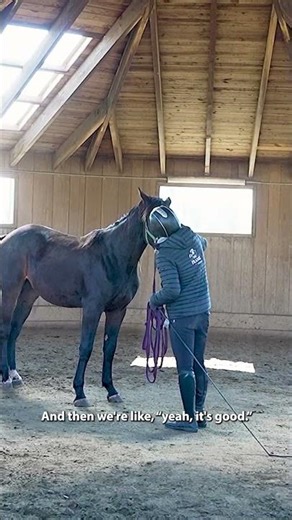 Horses learn in three primary ways.