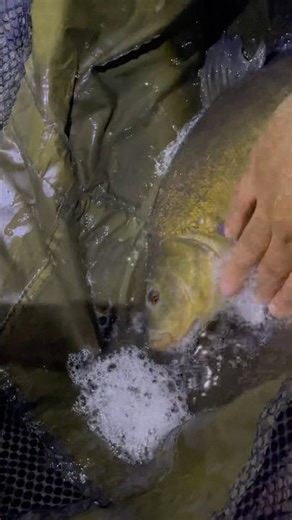 Król Lin na Kołysce! 👑 Come check this! #Shorts