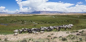 Rangelands - ICIMOD