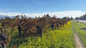 Just another December day in wine country. . . . . . . . . . #southbridgeguests #southbridgenapavalley #sthelena #napavalley #visitca #winecountry #smallluxuryhotels #donapa #mysthelena #explore #travel #mustardflower #fallvines #vineyards | Southbridge Napa Valley
