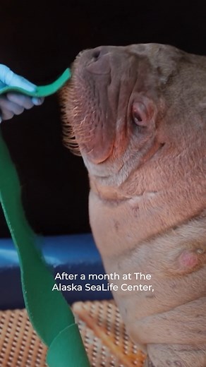 Few orphans are as lucky as Little Miss Walrus. "Walrus: Life on Thin Ice" premieres Wednesday, October 22 at 8/7c on PBS. | Nature | PBS