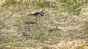 Suns out, chicks out! Soon after emerging from eggs, killdeer chicks can leave their ground nest to feed on insects. It will be weeks – maybe a month – until the young plovers can fly, though, so they will still require parental protection, like these chicks seen recently in southwest Washington. USFWS video: Typhanie Shepherd | USFWS Columbia Pacific Northwest