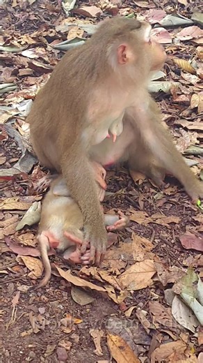 Luna try run escape from Lynx will BB request milk 🐒💖😍🍼#babymonkeys #usa🇺🇸 #animals #wildlife #monkeys