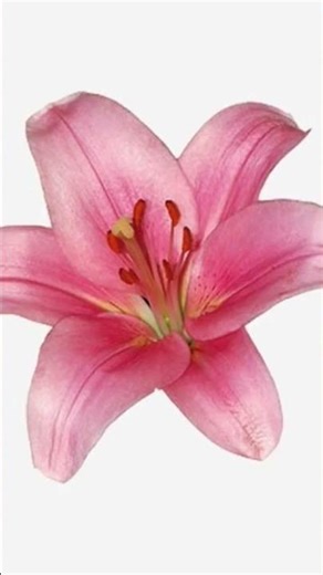 fondos de pantalla para teléfono y tablet