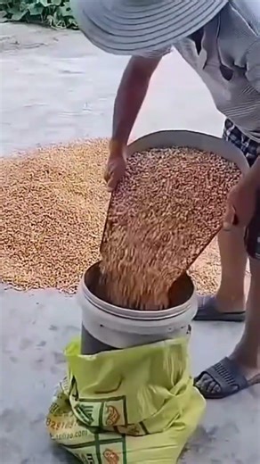 Fast Trick for Bagging Corn Kernels Using a Bucket: Highly Efficient and Practical!
