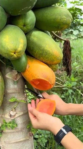 Tutorial Before harvesting papaya, check whether it is old or young. #shorts