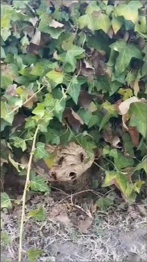 Nid de frelons asiatiques à 10 cm du sol sur une intervention à Prigonrieux.