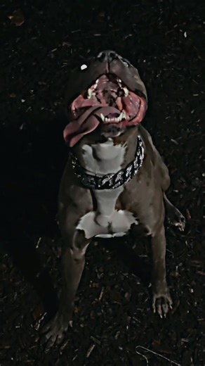 Dog Transformation | Before and After Dog Transformation Part-6 | #shorts #shortsfeed #shortvideo