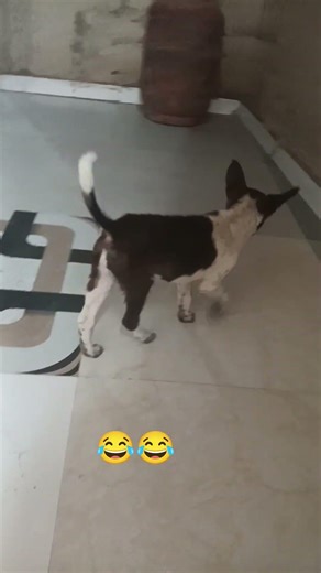 mithe tere bol pari ♥️😂