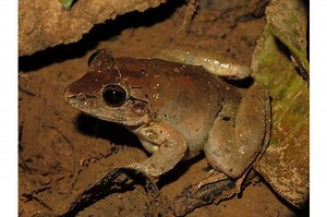 Limnonectes, Katak Sebesar Ayam dari Sulawesi - Bobo