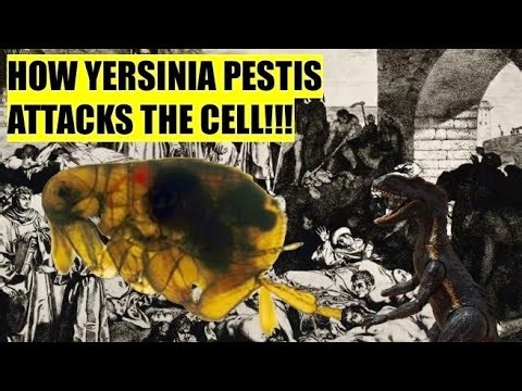 How The Black Plague Harms The Cell!!! (Honors Biology Project)