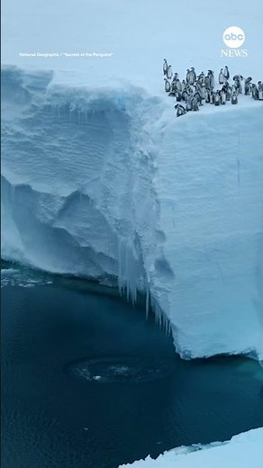Emperor penguin chicks seen cliff diving on camera for first time