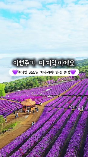 가을 감악산 아스타 국화축제의 매력