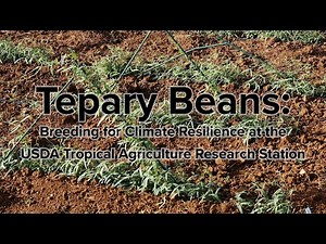 Tepary Beans: Breeding for Climate Resilience at USDA TARS