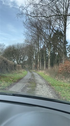 Hunting Fallow Deer with Working Dogs in the Countryside