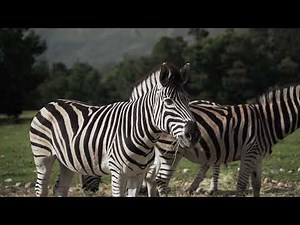 Rare Video of a Wild Zebra and a Farm Donkey