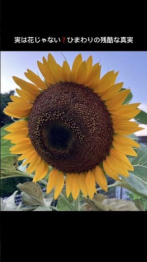 ひまわり編【実は花じゃない？ひまわりの残酷な真実】 #ひまわり #種 #夏 #自然
