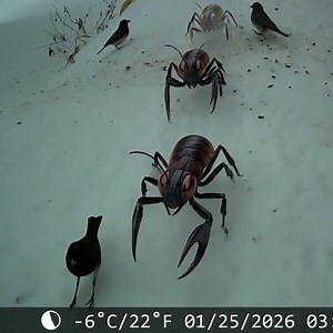 Birds VS Alien Bugs! 🐦👽