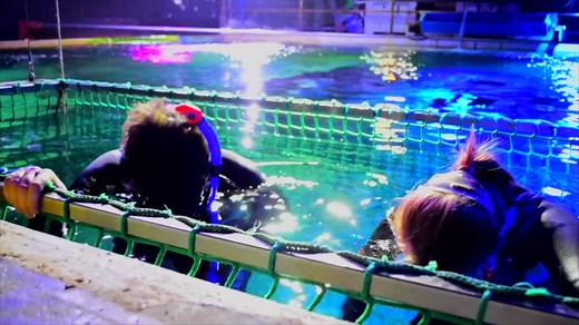 Discover an incredible underwater world. Get up close and personal with amazing sea creatures, just right around the corner from you! | SEA LIFE Blackpool
