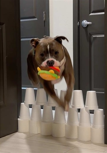 Opiniones sobre el final del video canino