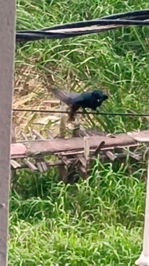 cute bird enjoying rain #birds #birdwatching #birdlovers #ytshortsindia #shorts