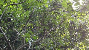 Green, Forest, Canopy. Free Stock Video