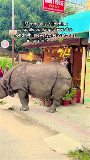 Meghali's Rhino Walks Down Road