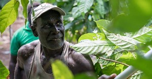 Bougainville Cocoa | Improving Profitability of Cocoa Farms | TADEP