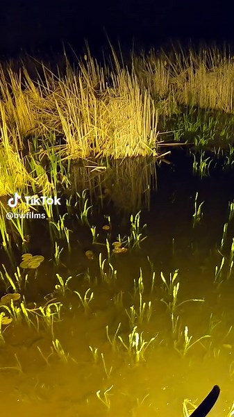 Quick Draw Mcgraw #bowfishing #fishing #archery #bowhunting #hunting #bwfilms #brokenwingfilms #bw