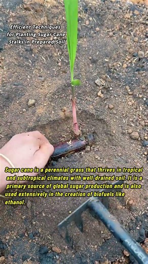 Efficient Techniques for Planting Sugar Cane Stalks in Prepared Soil