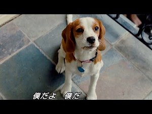 気づいて、僕だよ!!／映画『僕のワンダフル・ジャーニー』本編映像