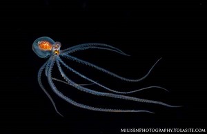 Local Divemaster Wins Big at Underwater Photo Grand Prix | Big Island Now