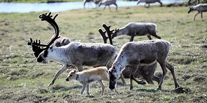 Western Arctic Caribou Herd, long Alaska’s biggest, continues its population decline