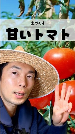 甘くて、おいしいトマトの土作りの方法！