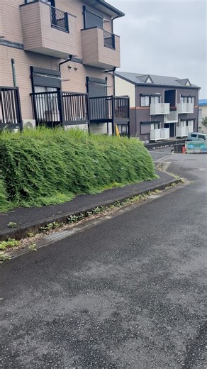Natural garden along the road in Japan