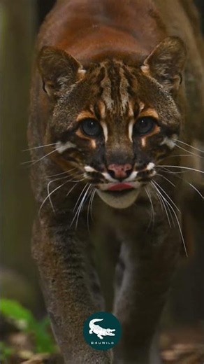 Asian Golden Cat: The Forgotten Feline Treasure 🐱🔥