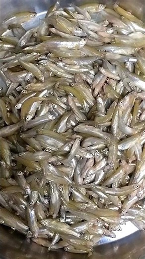 Small Fish Fry 🐟🔥😋 | Crispy Desi Fish Fry Recipe | #Cooking #Shorts #FishFry #SmallFishFry