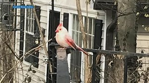 White cardinal adds to colorful bird tales