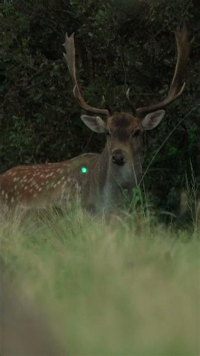 Bowhunting Reality: Not Every Shot Is Perfect