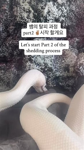 뱀방앗간 on Instagram: "이번 Part 2에서는 밀떡이의 실제 탈피 과정을 가까이에서 보여드려요 🐍✨ 볼파이톤은 탈피가 시작되면 가장 먼저 얼굴의 각질층이 분리되기 때문에 돌, 나무, 유목처럼 표면이 거친 구조물이 꼭 필요해요. 야생에서도 똑같이 이런 지형을 이용해 피부를 천천히 긁어내며 몸 전체의 껍질을 벗겨냅니다. 탈피 중 뱀이 물그릇에 들어가거나 벽에 얼굴을 강하게 문지르는 행동은 각질을 느슨하게 하고 탈피를 돕는 정상적인 과정이에요. 사육장에서 습도만 잘 맞춰주면 볼파이톤은 이렇게 한 번에 깨끗한 1피스(One-piece) 탈피를 할 수 있어요. 탈피가 끝난 밀떡이는 체색이 훨씬 선명해지고 피부 윤기도 좋아져 가장 건강하고 예쁜 상태가 됩니다. 이번 탈피 껍질은 귀여운 뱀 인형에게 선물했어요 🐍💛 ━━━━━━━━━━━━━━━━━━ In Part 2, I’m showing Miltteok’s shedding process up close 🐍✨ When a ba