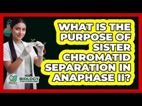 What Is the Purpose of Sister Chromatid Separation in Anaphase II?