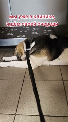 Helping homeless animals❤